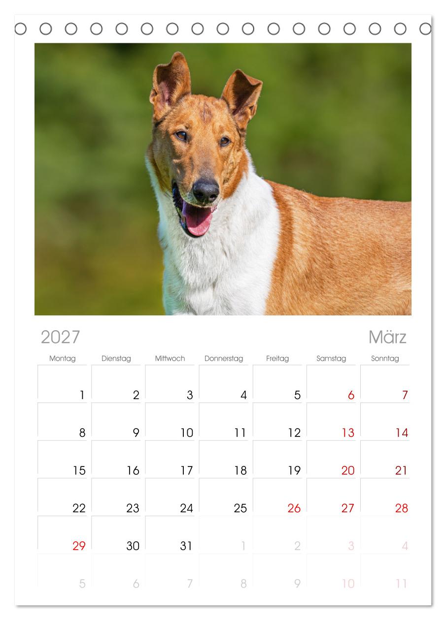 Ein Freund fürs Leben - Smooth Collie
