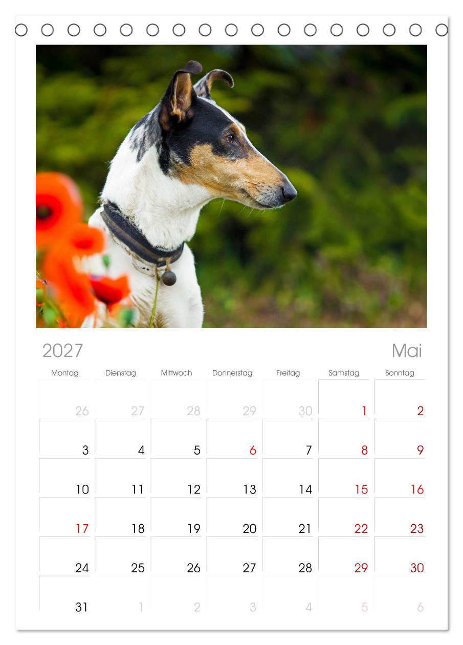 Ein Freund fürs Leben - Smooth Collie