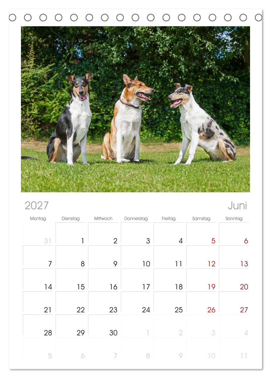 Ein Freund fürs Leben - Smooth Collie
