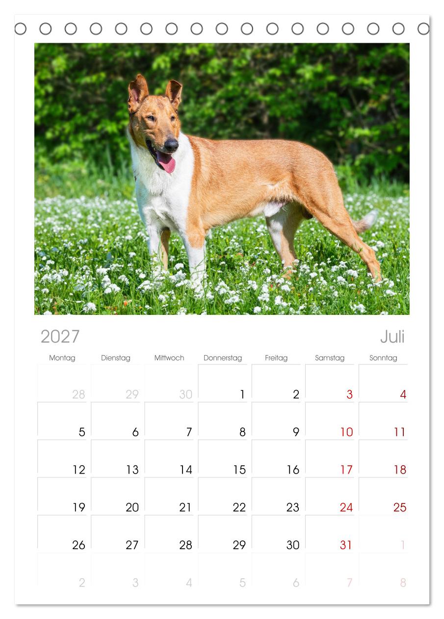 Ein Freund fürs Leben - Smooth Collie