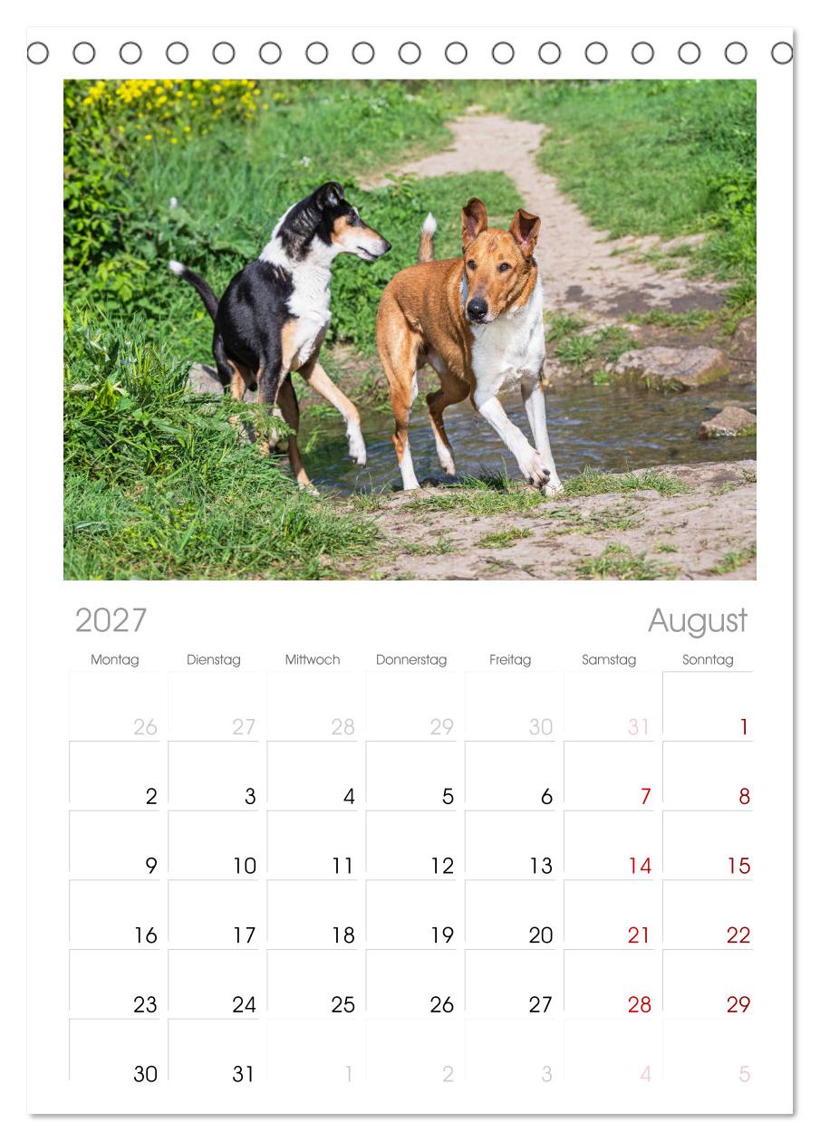 Ein Freund fürs Leben - Smooth Collie