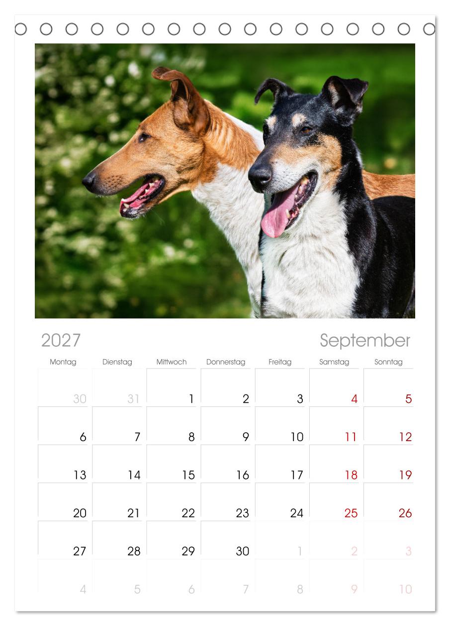Ein Freund fürs Leben - Smooth Collie