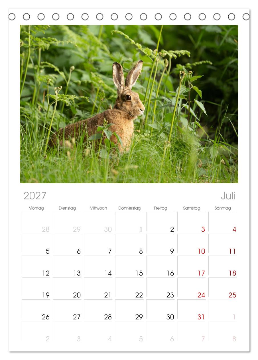 Feldhasen unterwegs in Wald und Flur