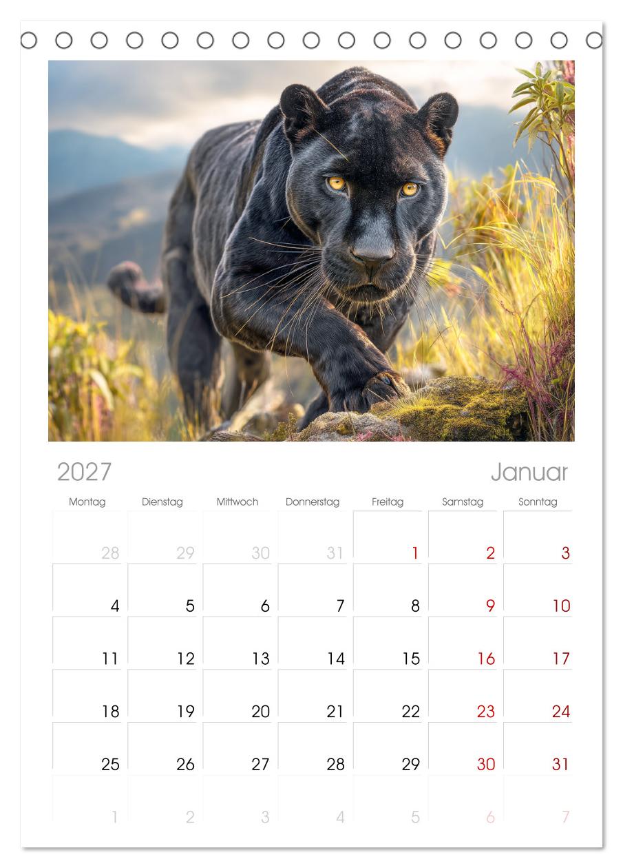 Schwarze Panther. Geheimnisvolle Schatten der Wildnis