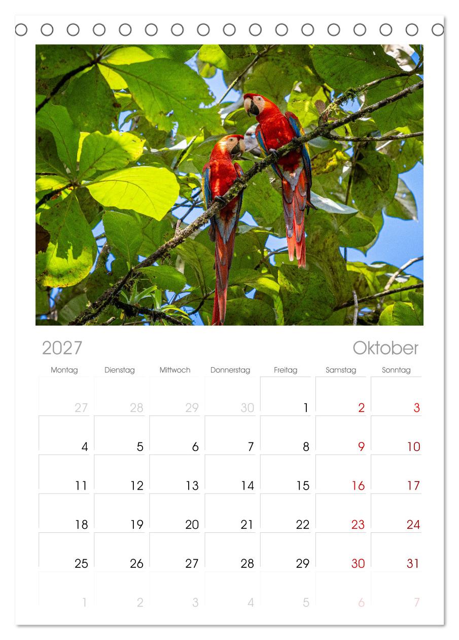 Phantastische Vogelwelt Costa Rica