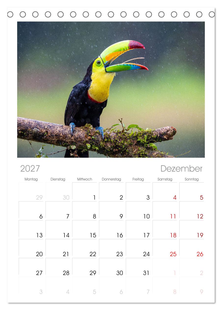Phantastische Vogelwelt Costa Rica