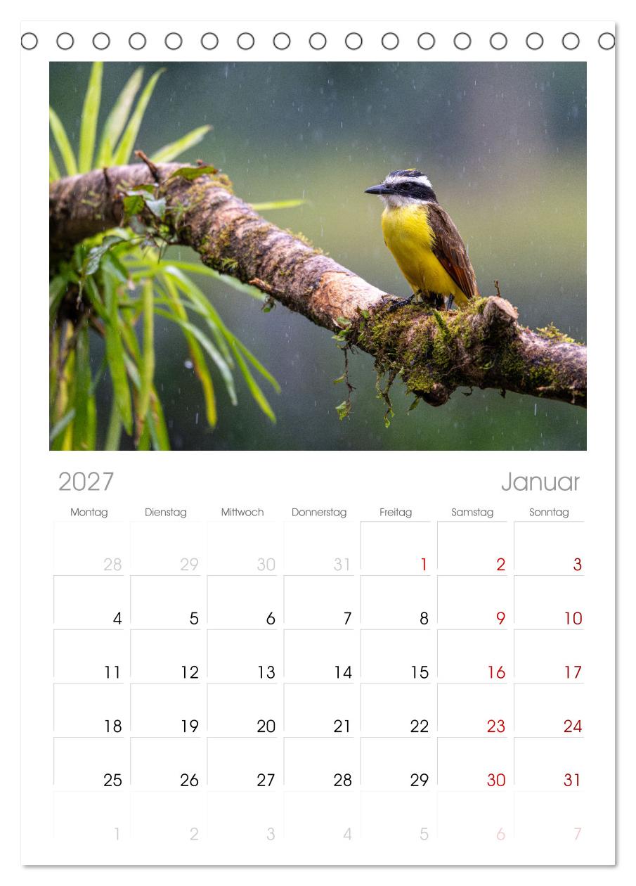 Phantastische Vogelwelt Costa Rica