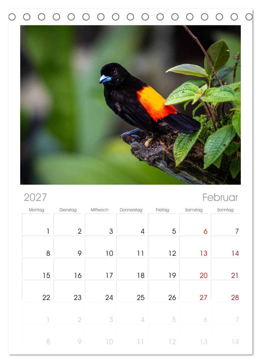 Phantastische Vogelwelt Costa Rica