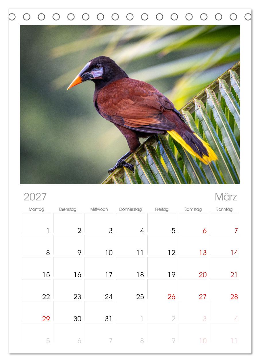 Phantastische Vogelwelt Costa Rica
