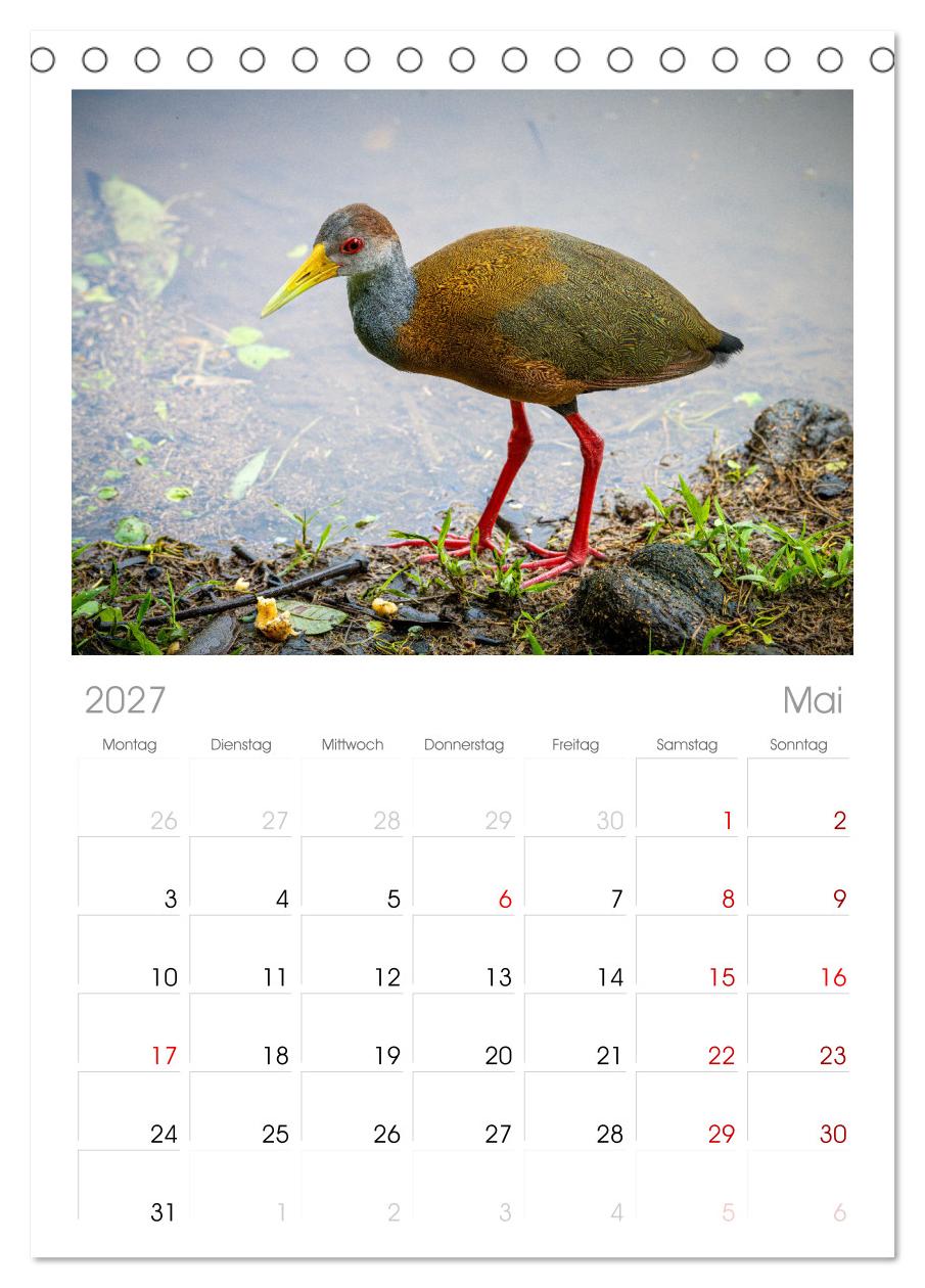 Phantastische Vogelwelt Costa Rica