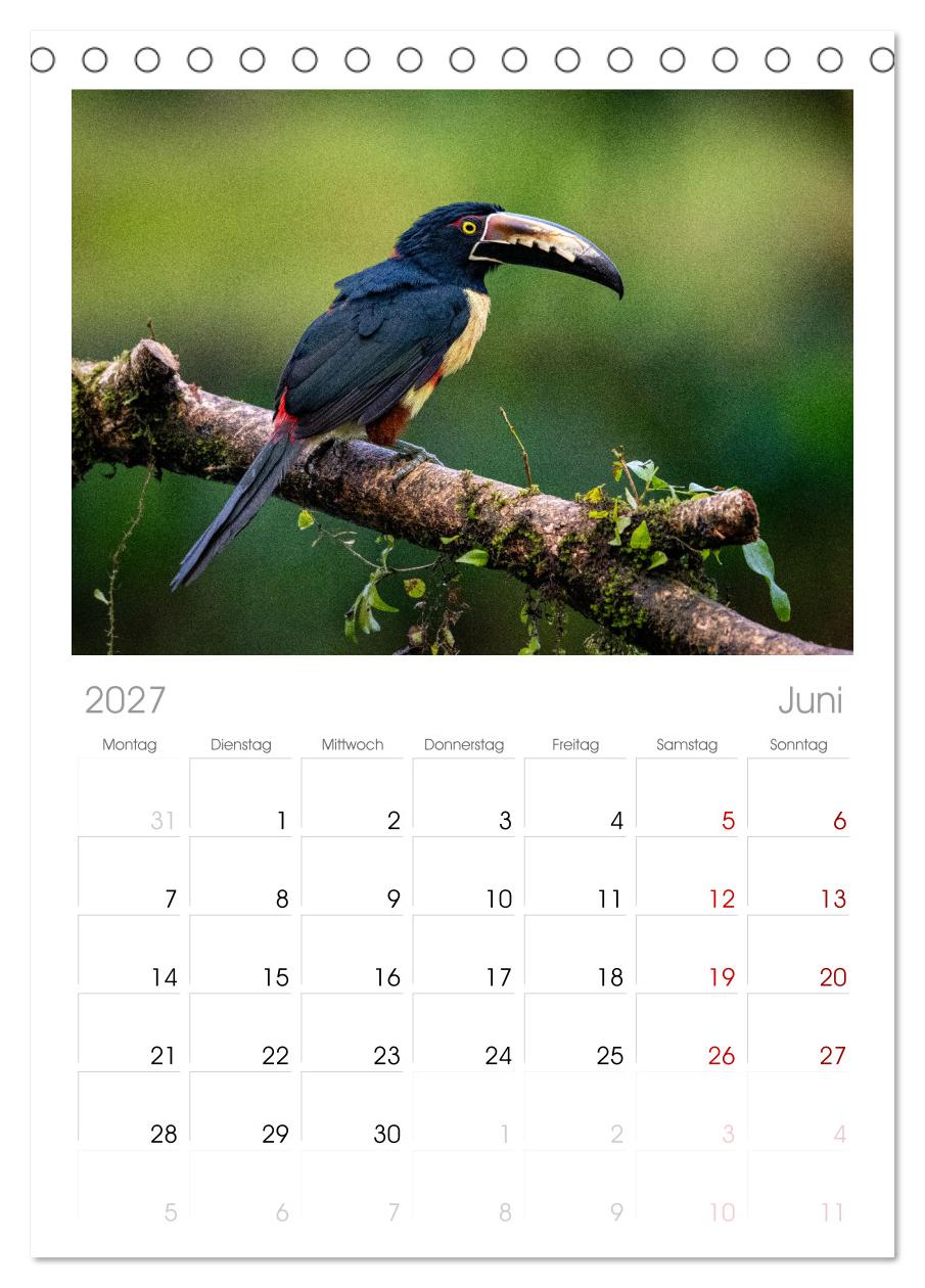 Phantastische Vogelwelt Costa Rica