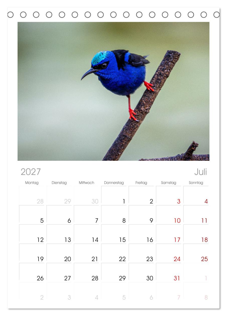 Phantastische Vogelwelt Costa Rica