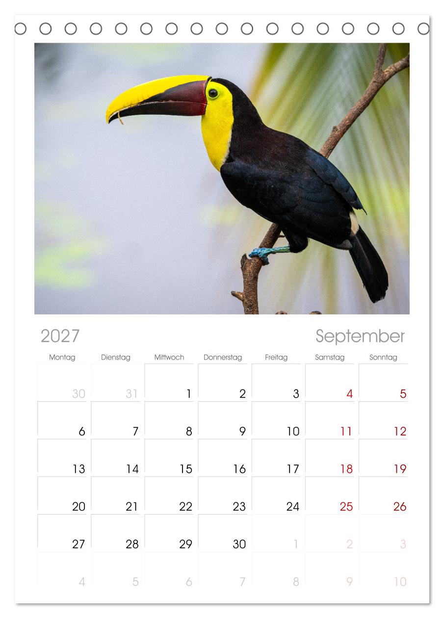 Phantastische Vogelwelt Costa Rica