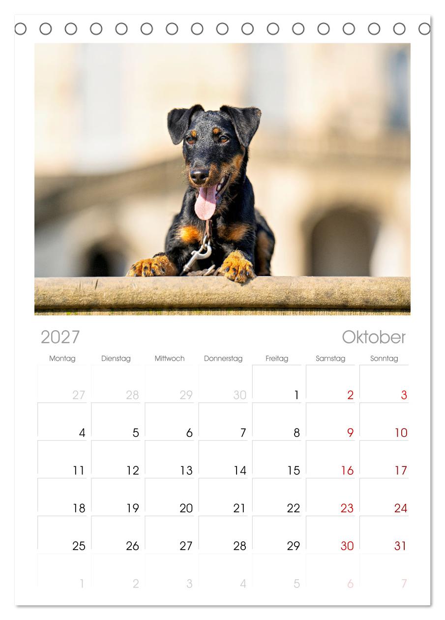 Deutscher Terrier - ein leidenschaftlicher Jäger