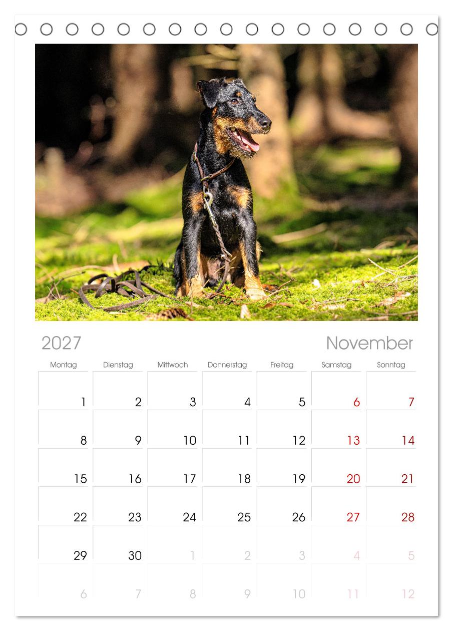 Deutscher Terrier - ein leidenschaftlicher Jäger