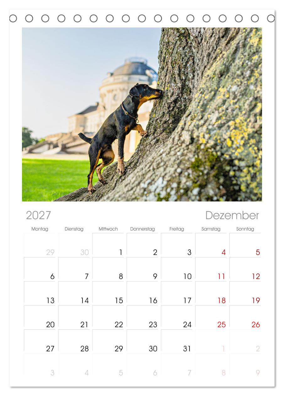 Deutscher Terrier - ein leidenschaftlicher Jäger