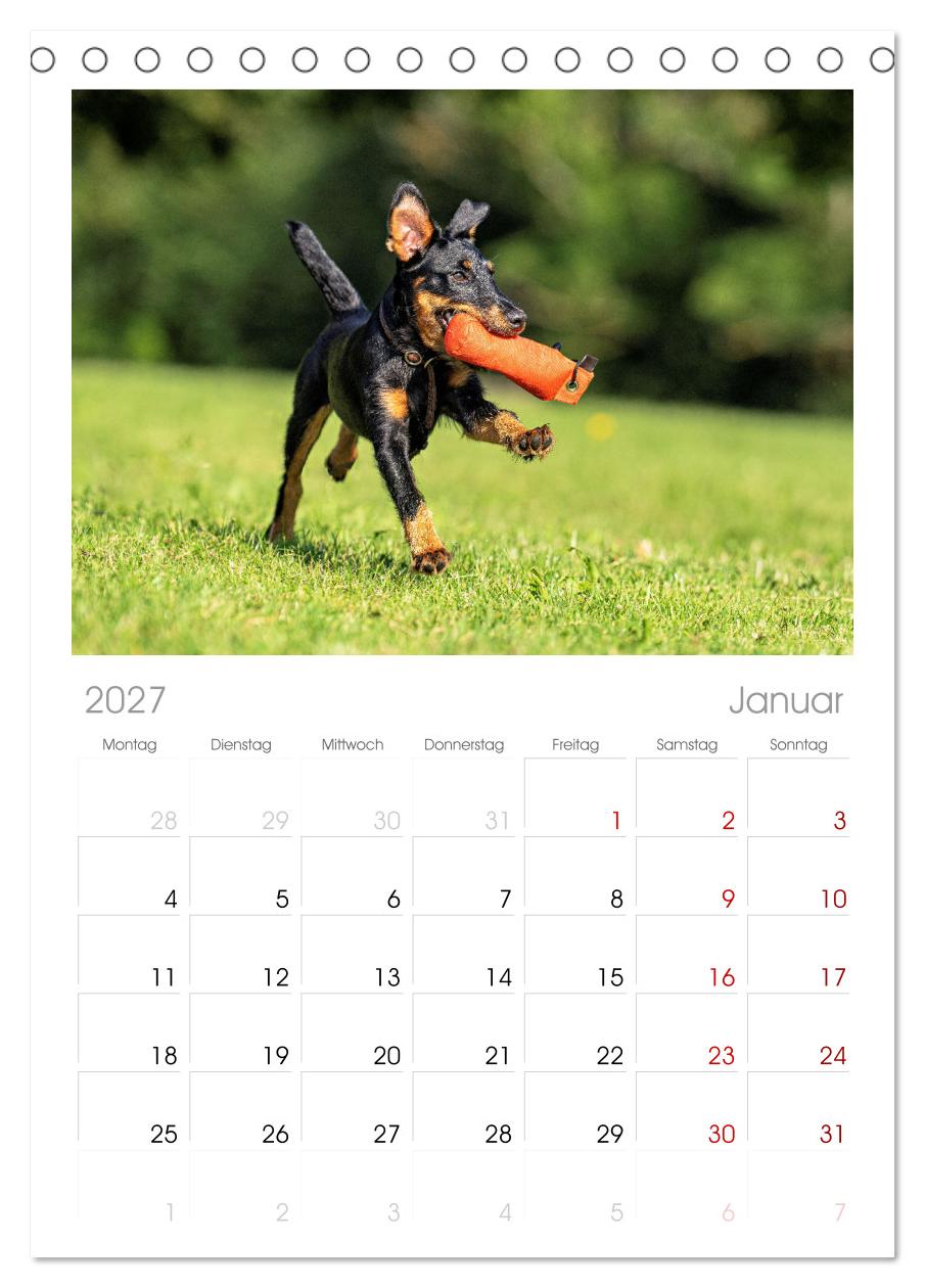 Deutscher Terrier - ein leidenschaftlicher Jäger