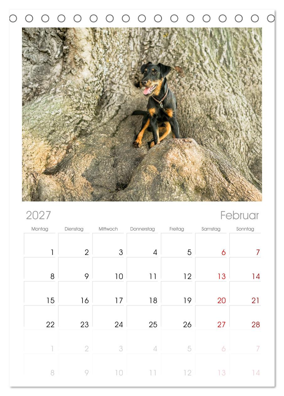 Deutscher Terrier - ein leidenschaftlicher Jäger