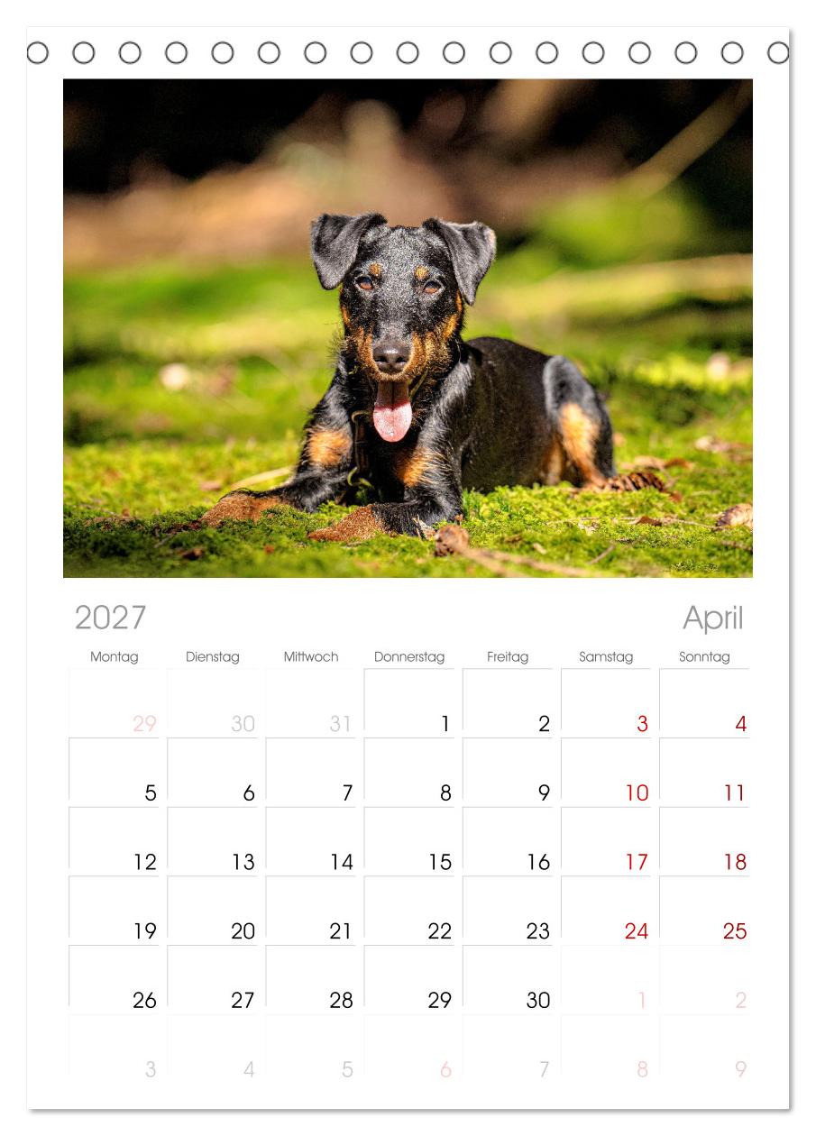 Deutscher Terrier - ein leidenschaftlicher Jäger