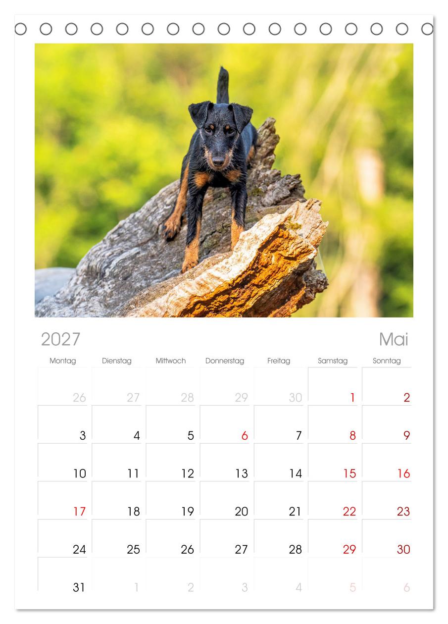 Deutscher Terrier - ein leidenschaftlicher Jäger