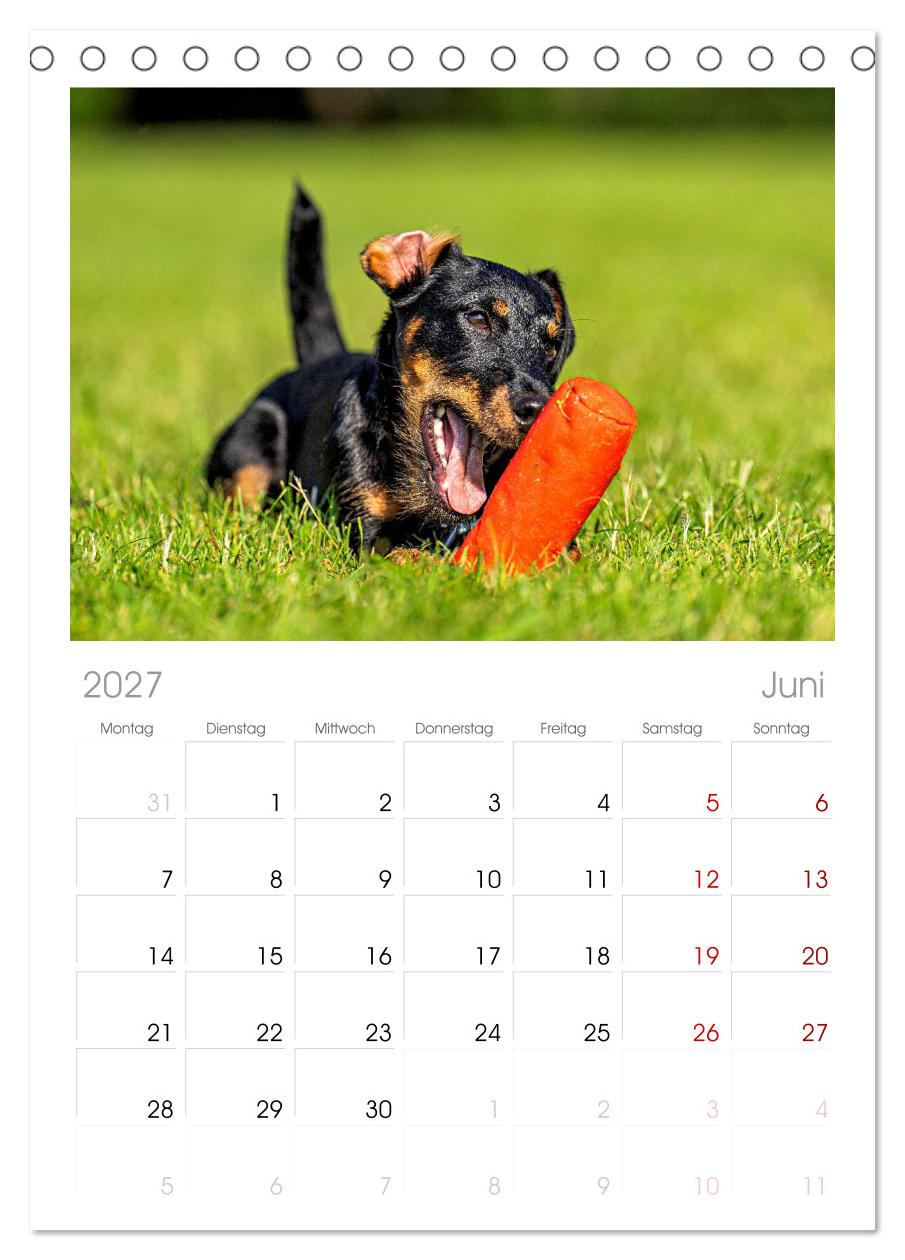 Deutscher Terrier - ein leidenschaftlicher Jäger