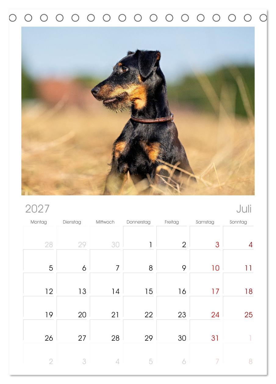 Deutscher Terrier - ein leidenschaftlicher Jäger