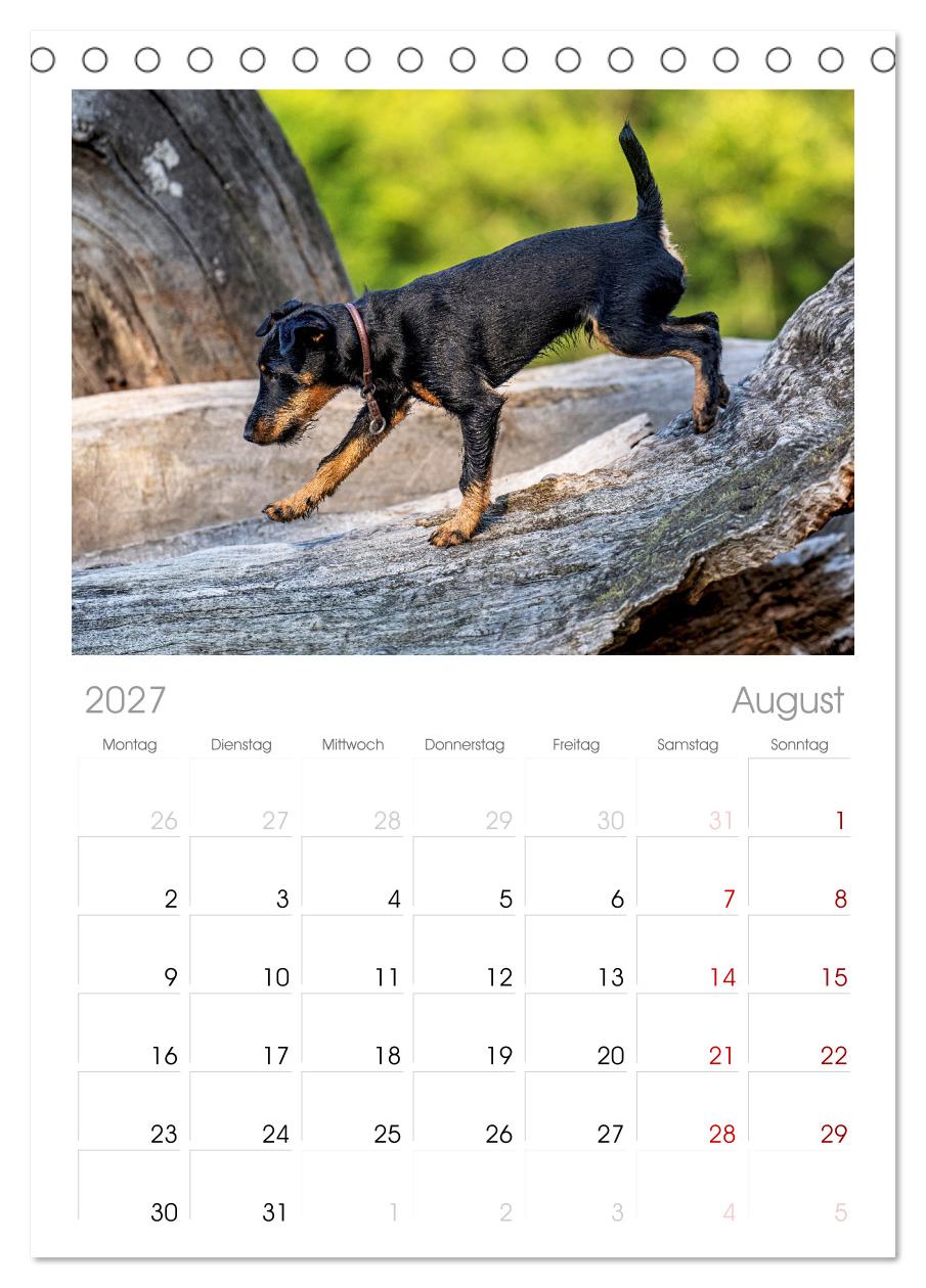 Deutscher Terrier - ein leidenschaftlicher Jäger