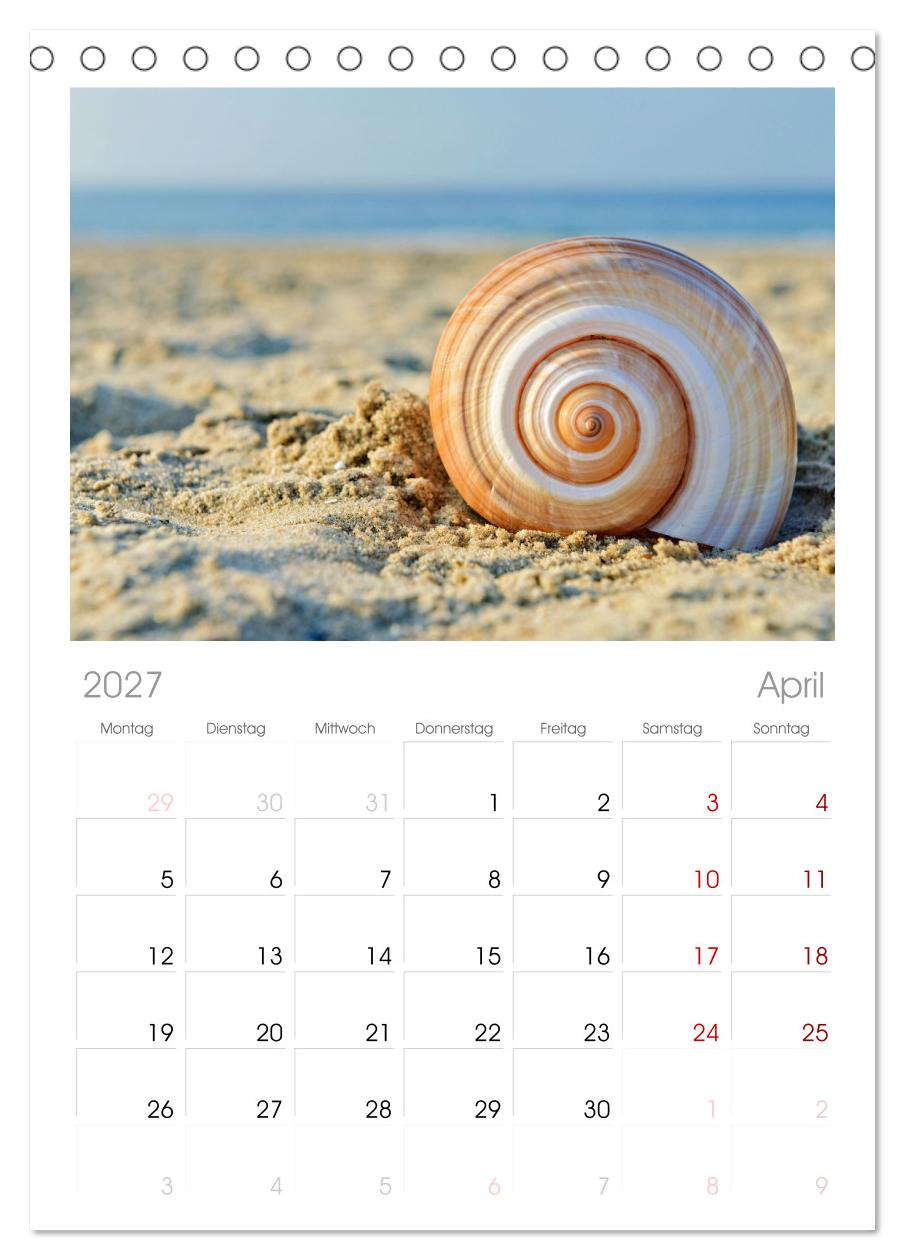 Faszination Muscheln