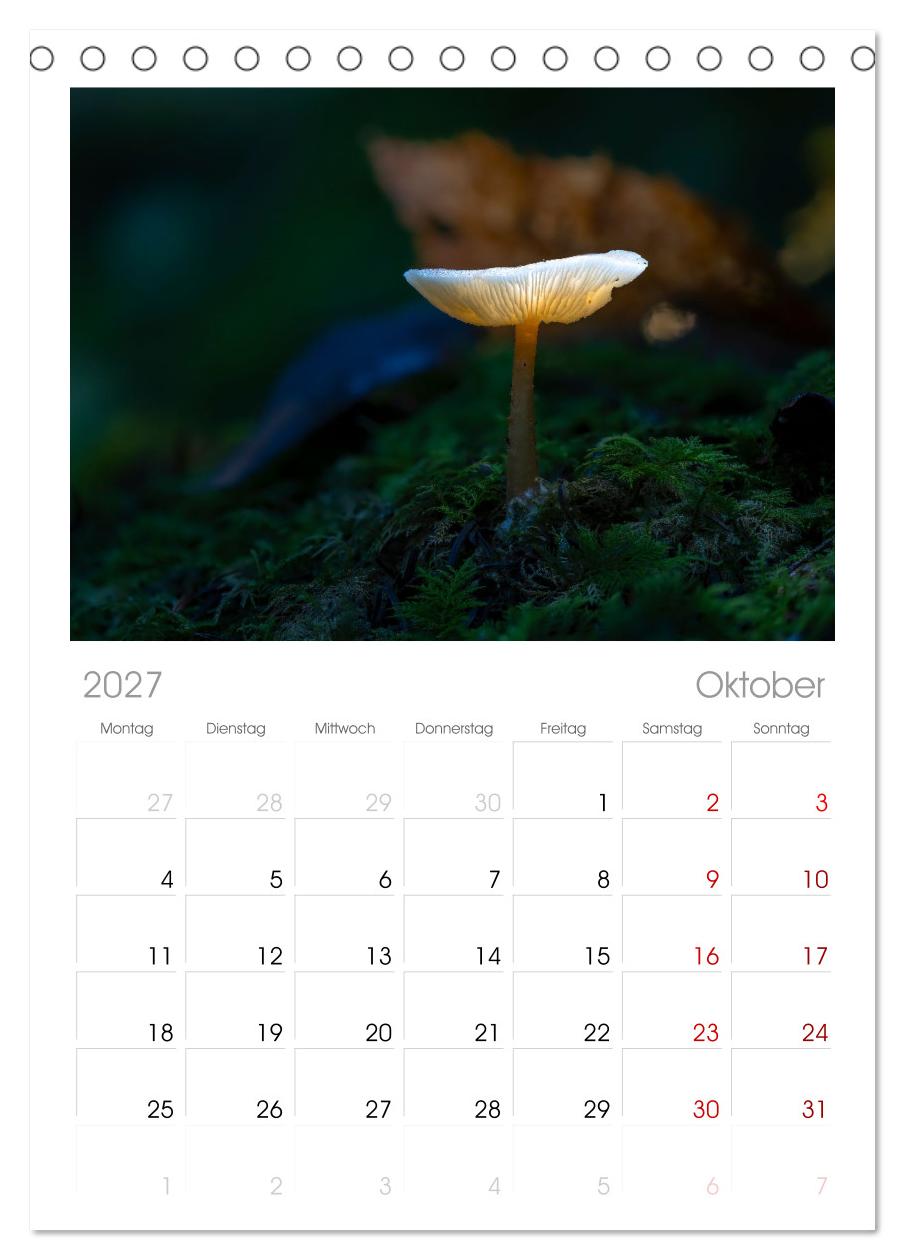 Wilde Pilze: Ein Kalender für Naturbegeisterte