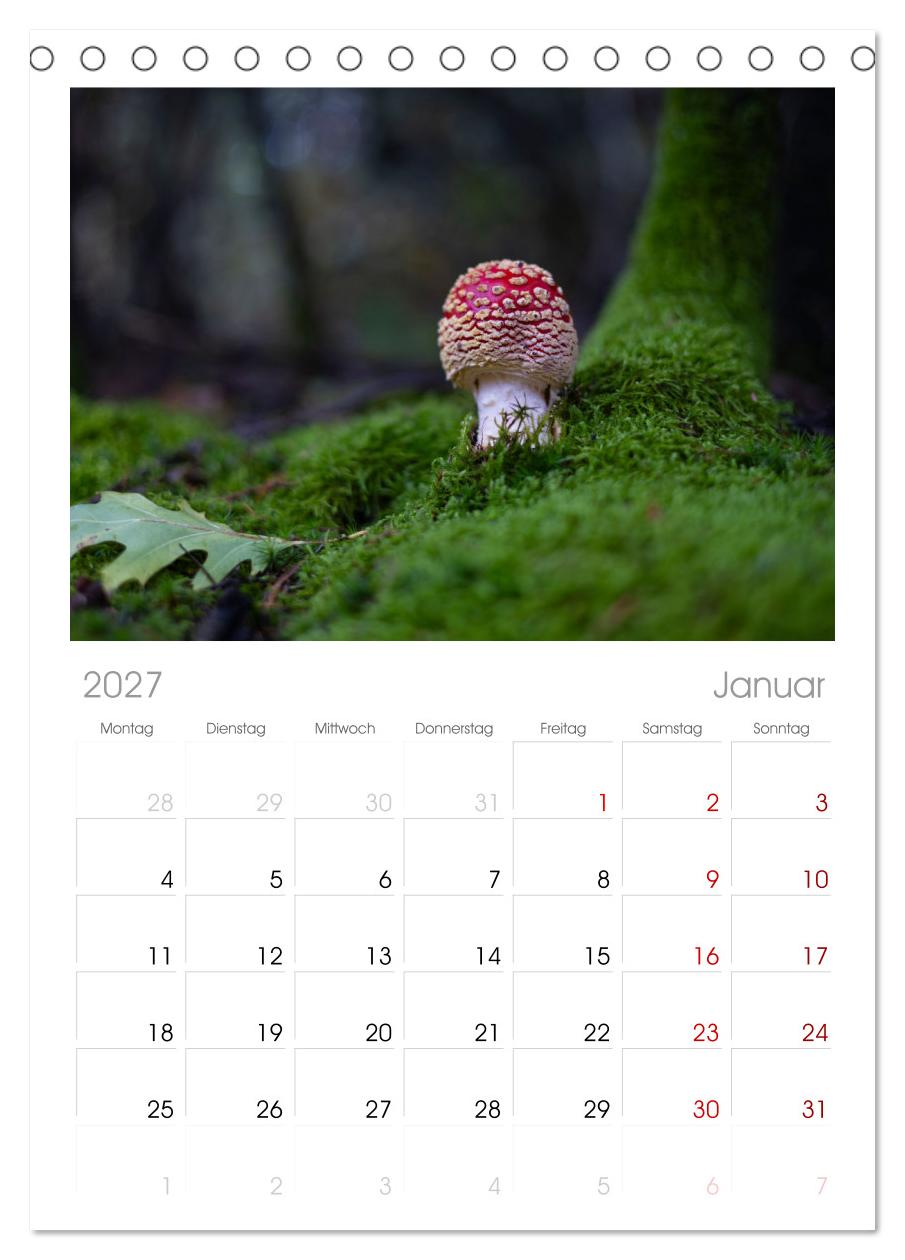 Wilde Pilze: Ein Kalender für Naturbegeisterte
