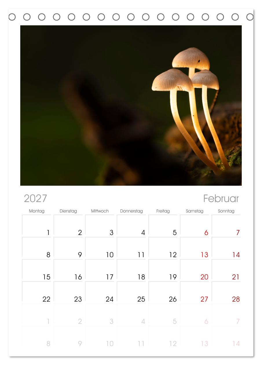 Wilde Pilze: Ein Kalender für Naturbegeisterte