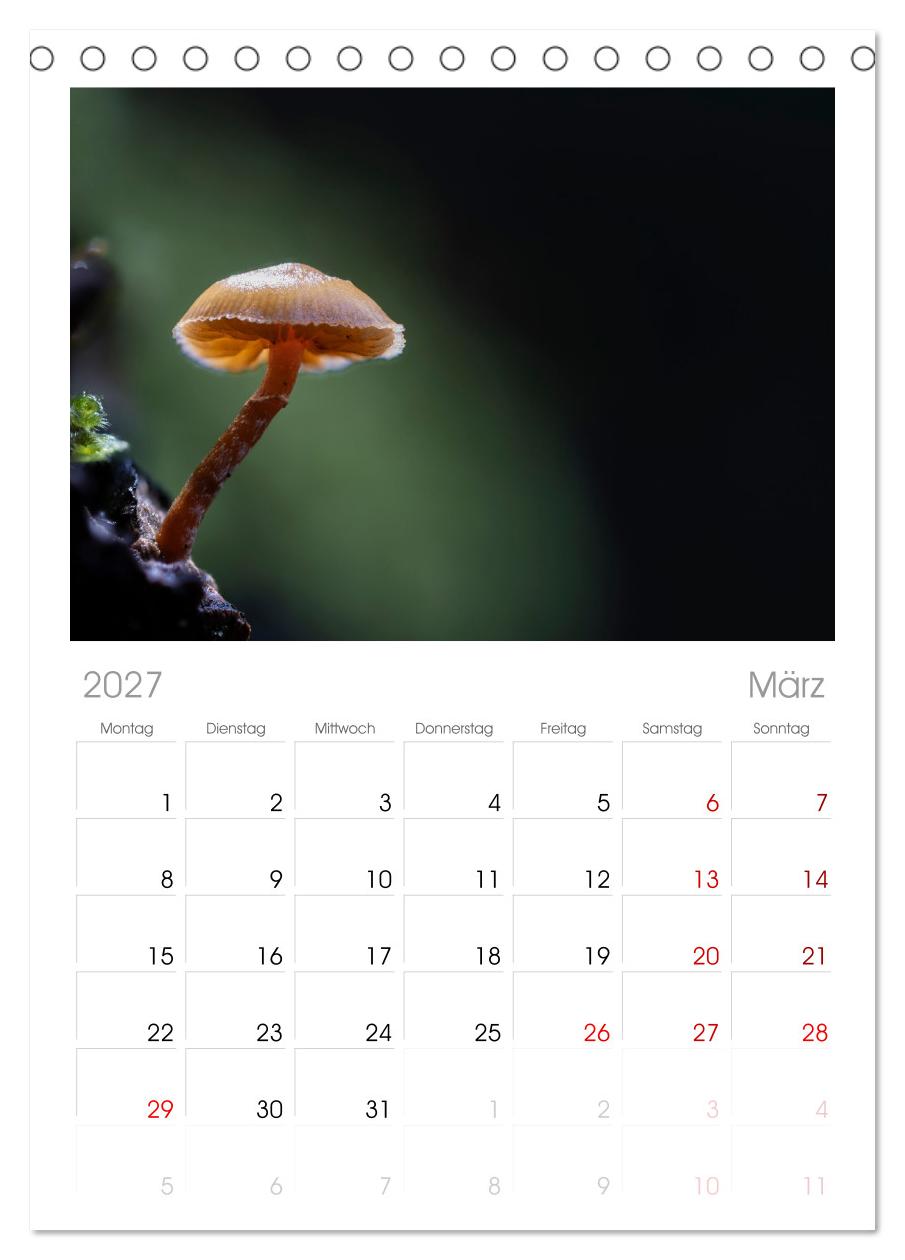 Wilde Pilze: Ein Kalender für Naturbegeisterte