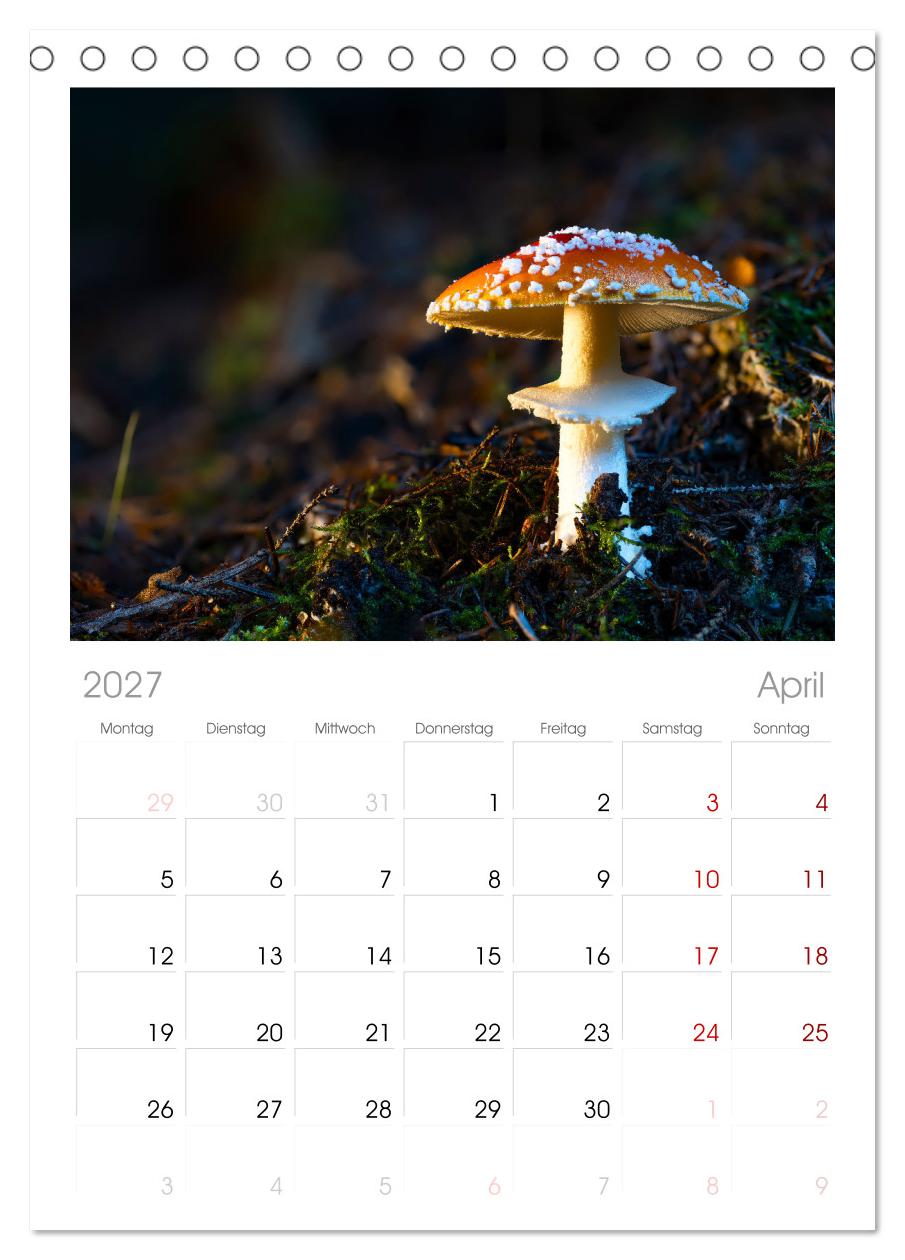 Wilde Pilze: Ein Kalender für Naturbegeisterte