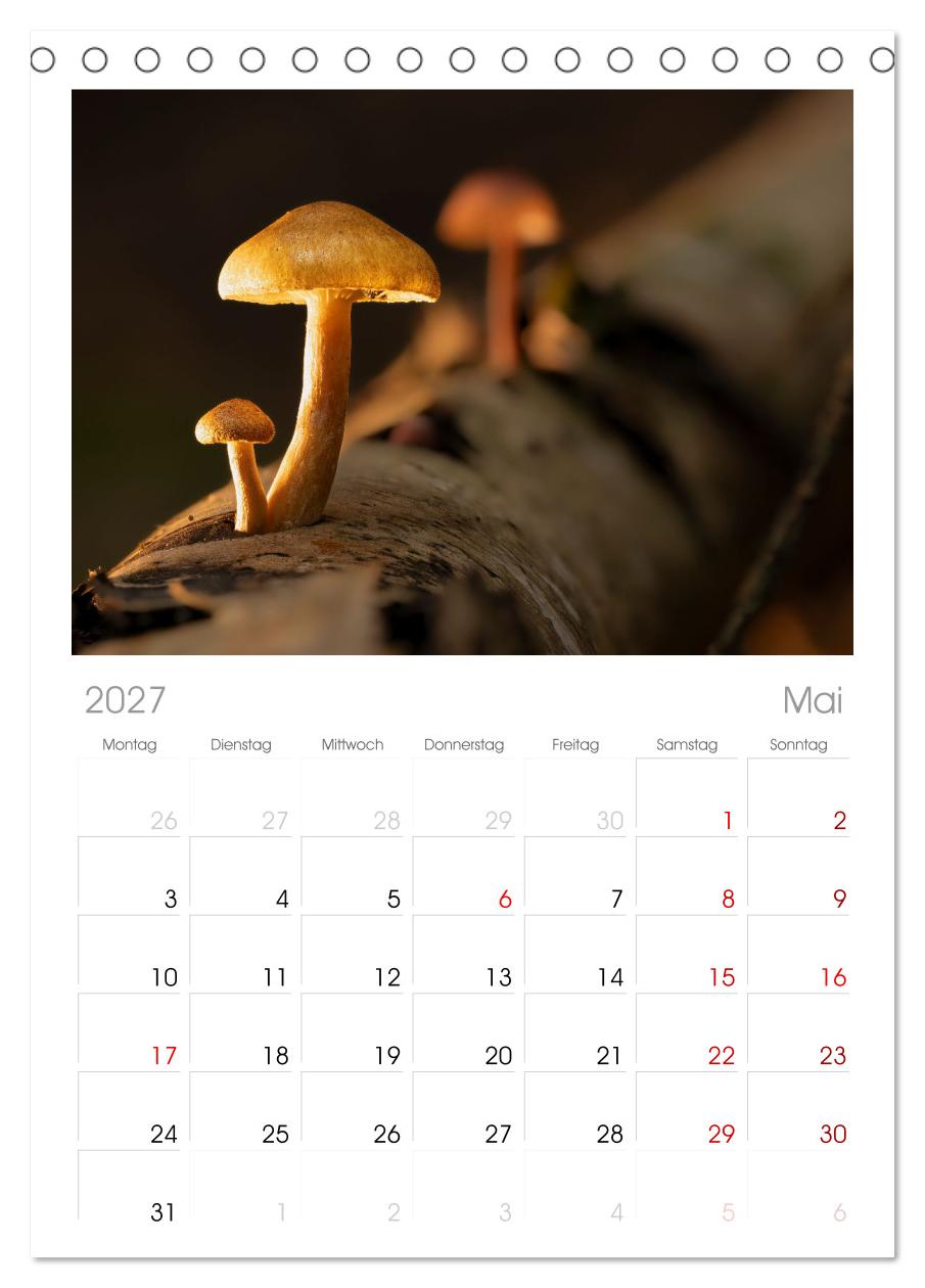 Wilde Pilze: Ein Kalender für Naturbegeisterte