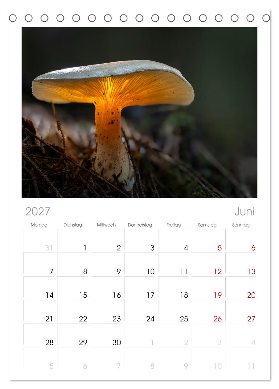 Wilde Pilze: Ein Kalender für Naturbegeisterte
