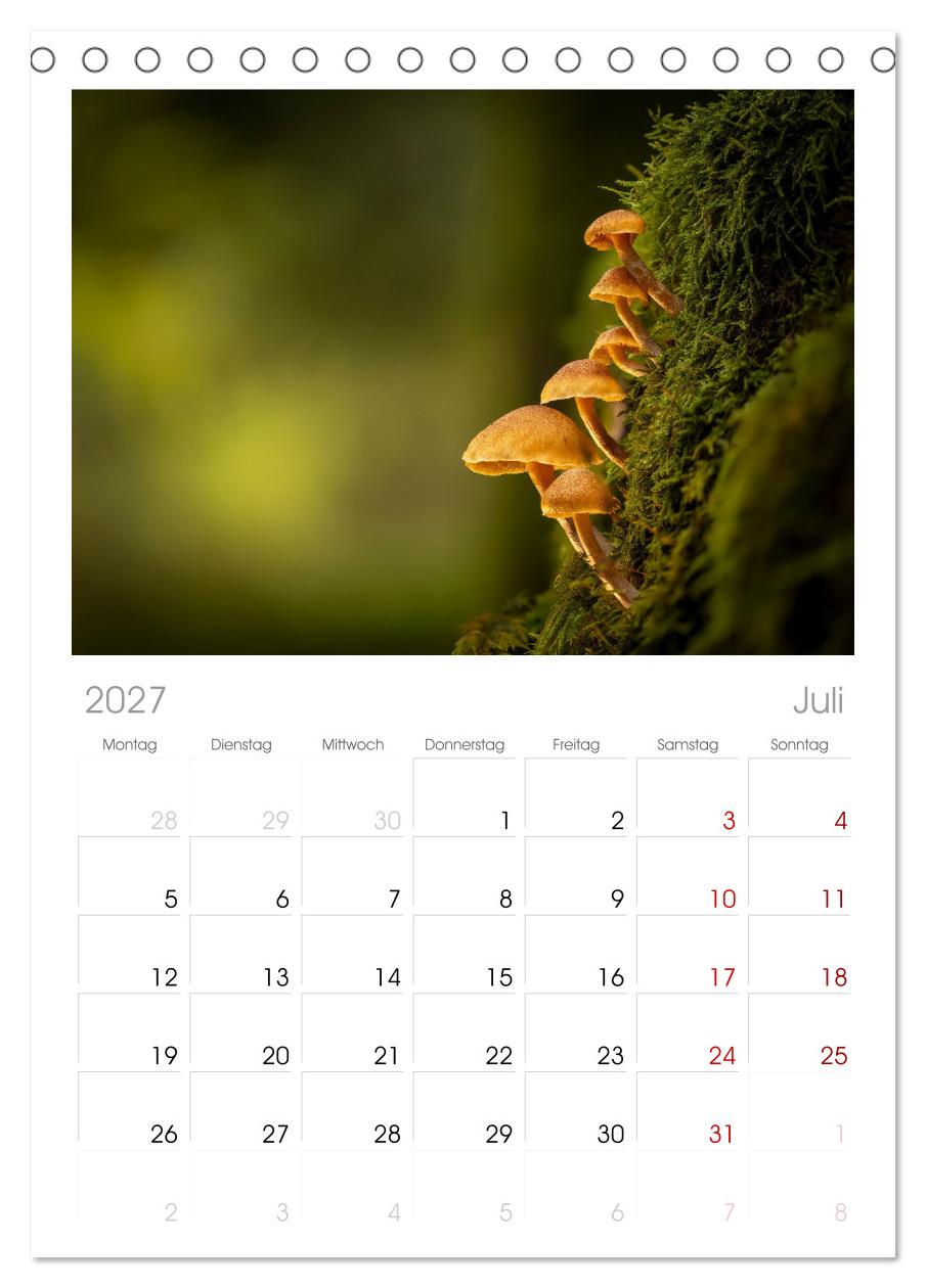 Wilde Pilze: Ein Kalender für Naturbegeisterte