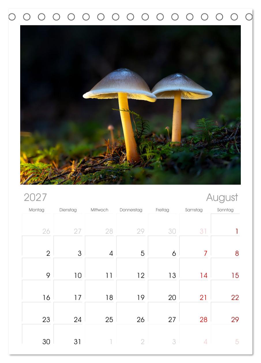 Wilde Pilze: Ein Kalender für Naturbegeisterte