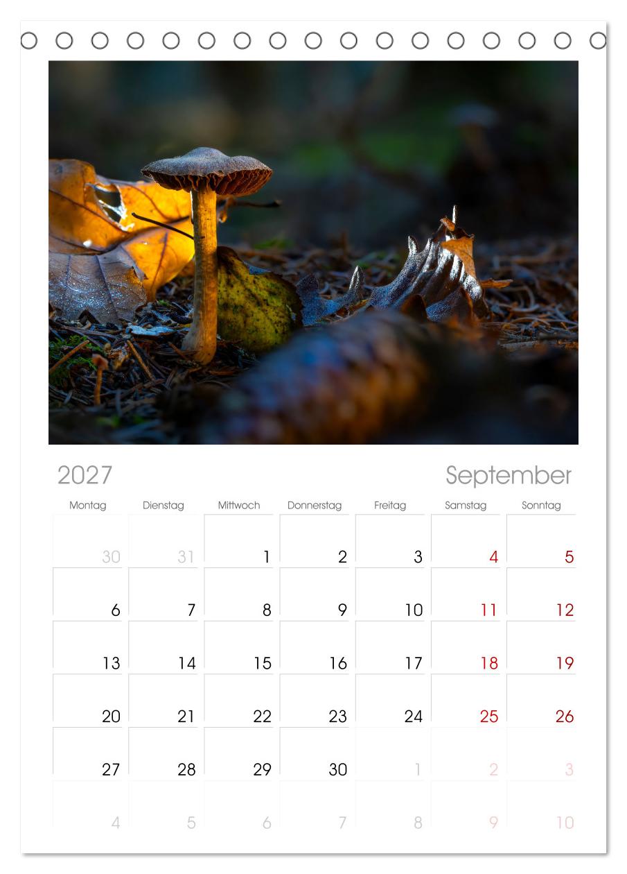 Wilde Pilze: Ein Kalender für Naturbegeisterte
