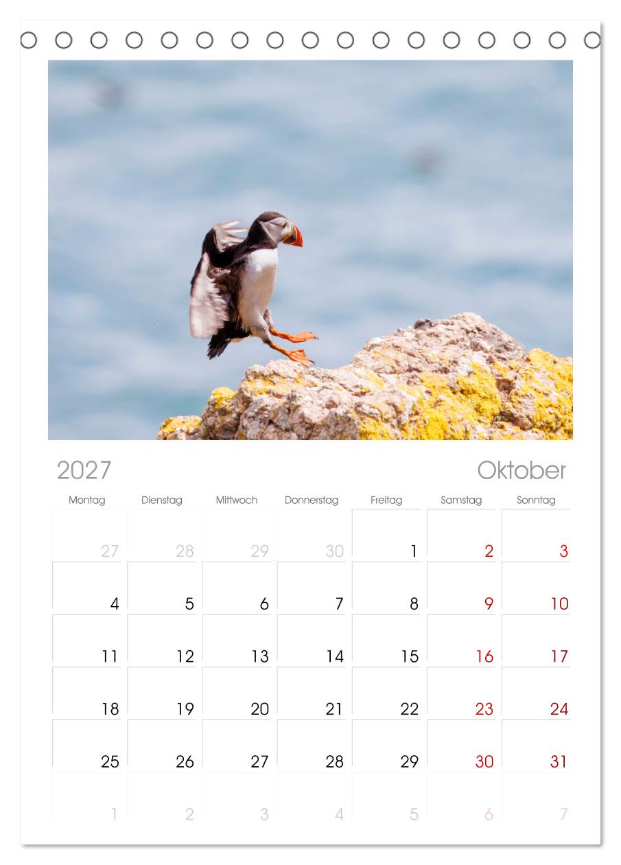 Papageientaucher - Farbenfrohe Flieger der Natur