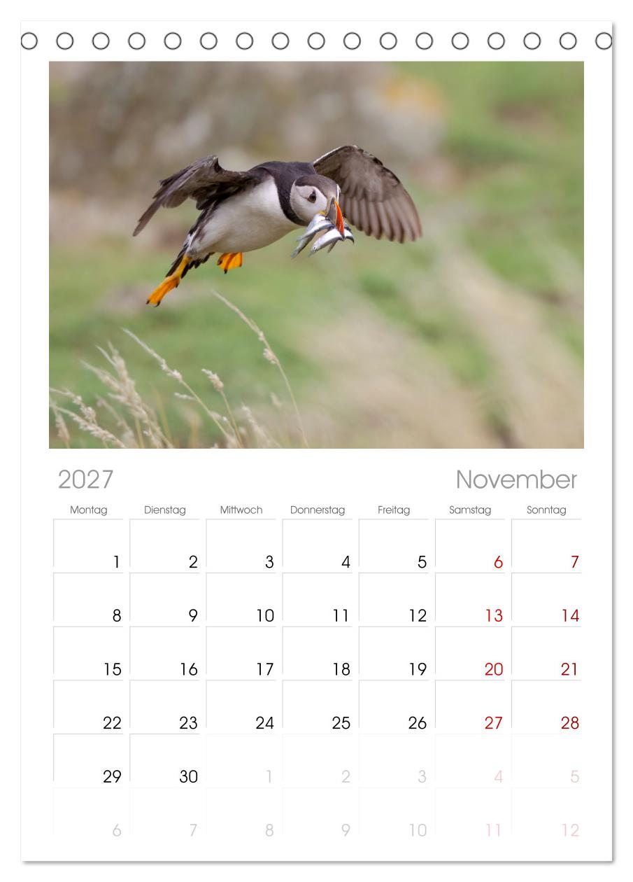 Papageientaucher - Farbenfrohe Flieger der Natur