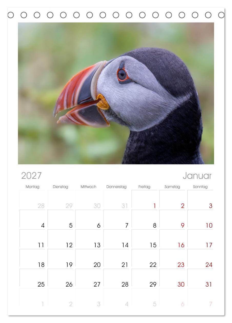 Papageientaucher - Farbenfrohe Flieger der Natur