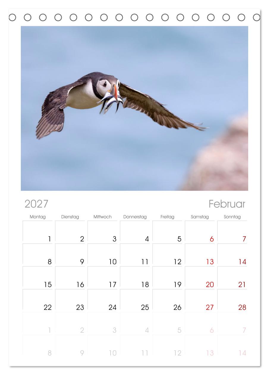 Papageientaucher - Farbenfrohe Flieger der Natur
