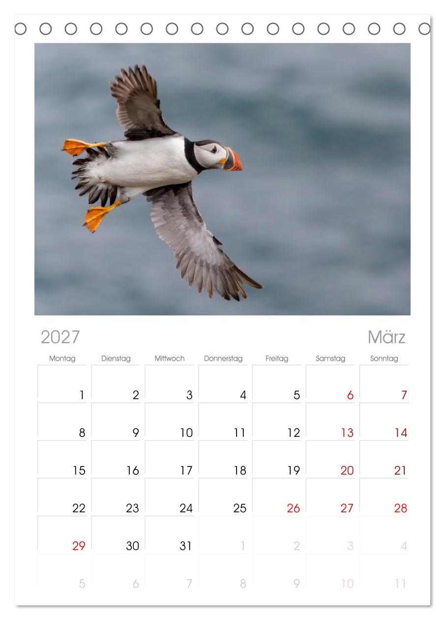 Papageientaucher - Farbenfrohe Flieger der Natur