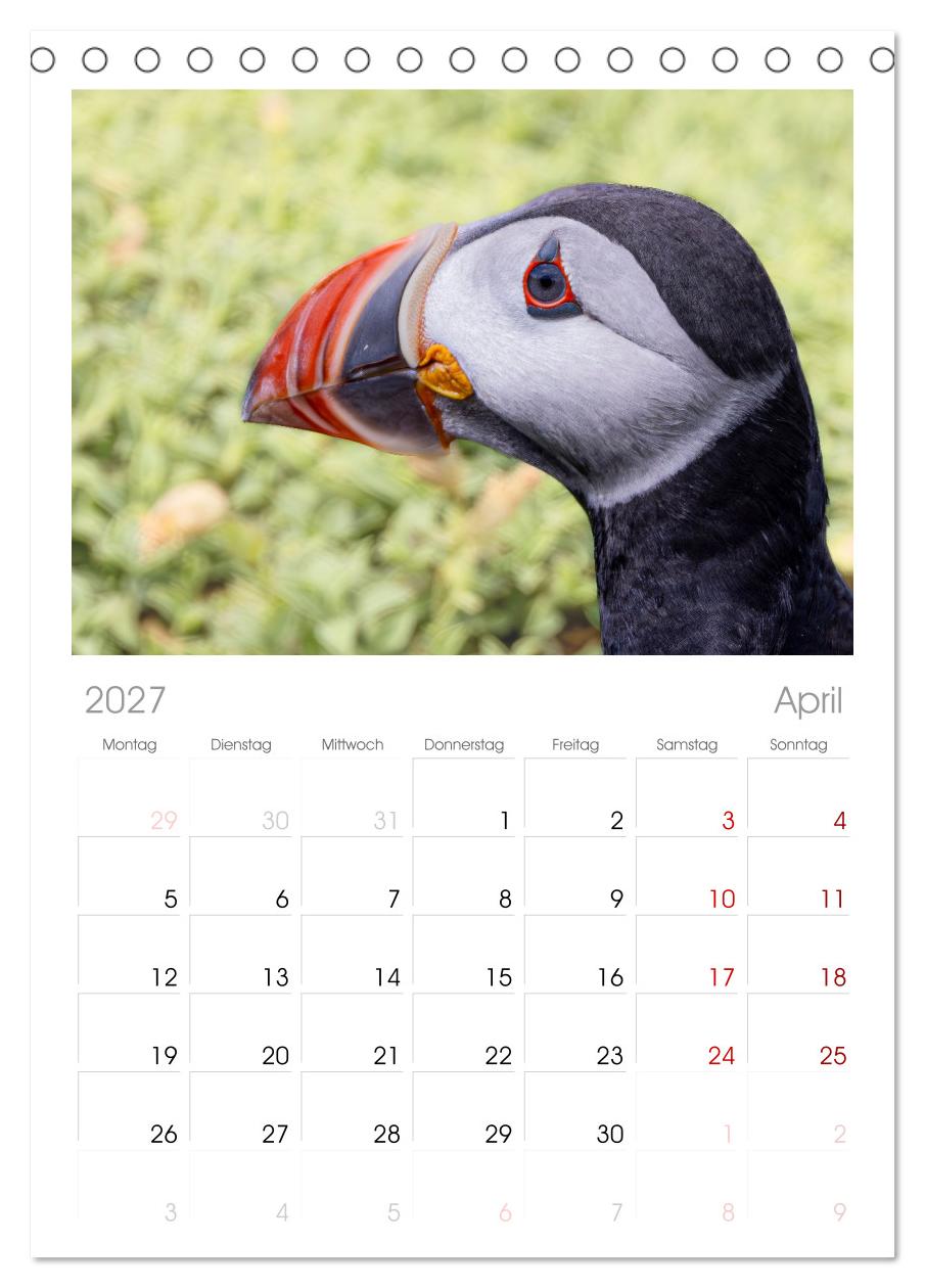 Papageientaucher - Farbenfrohe Flieger der Natur