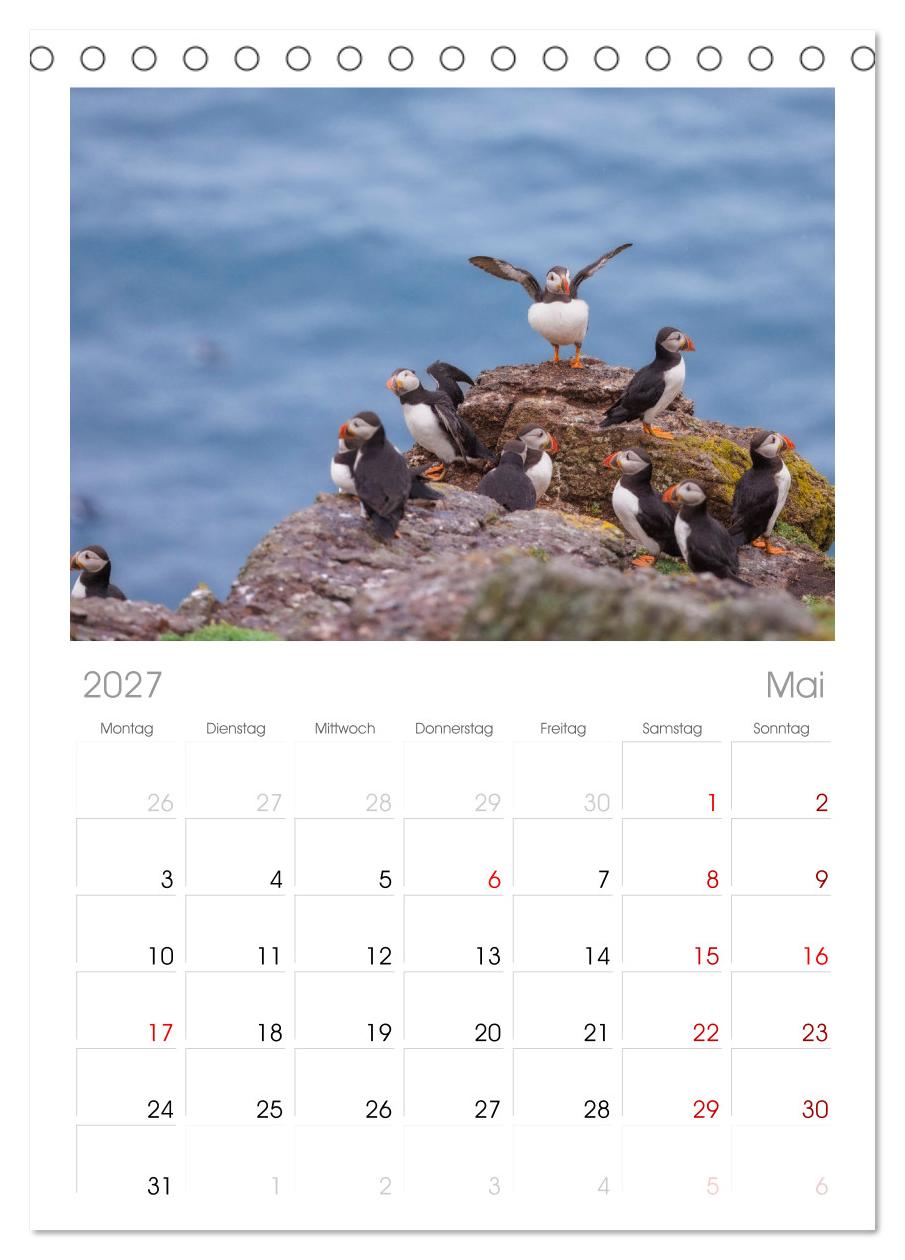 Papageientaucher - Farbenfrohe Flieger der Natur