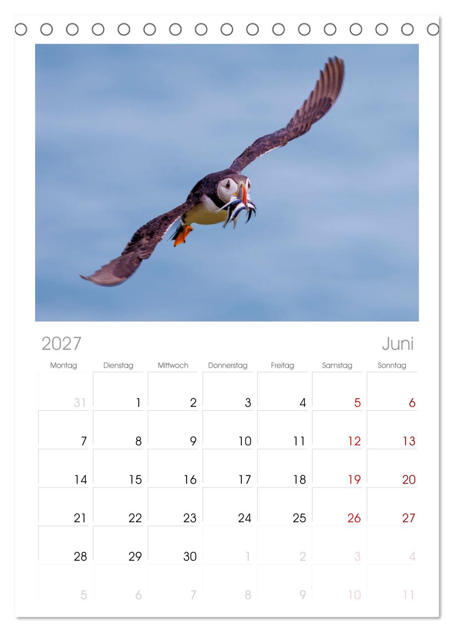 Papageientaucher - Farbenfrohe Flieger der Natur