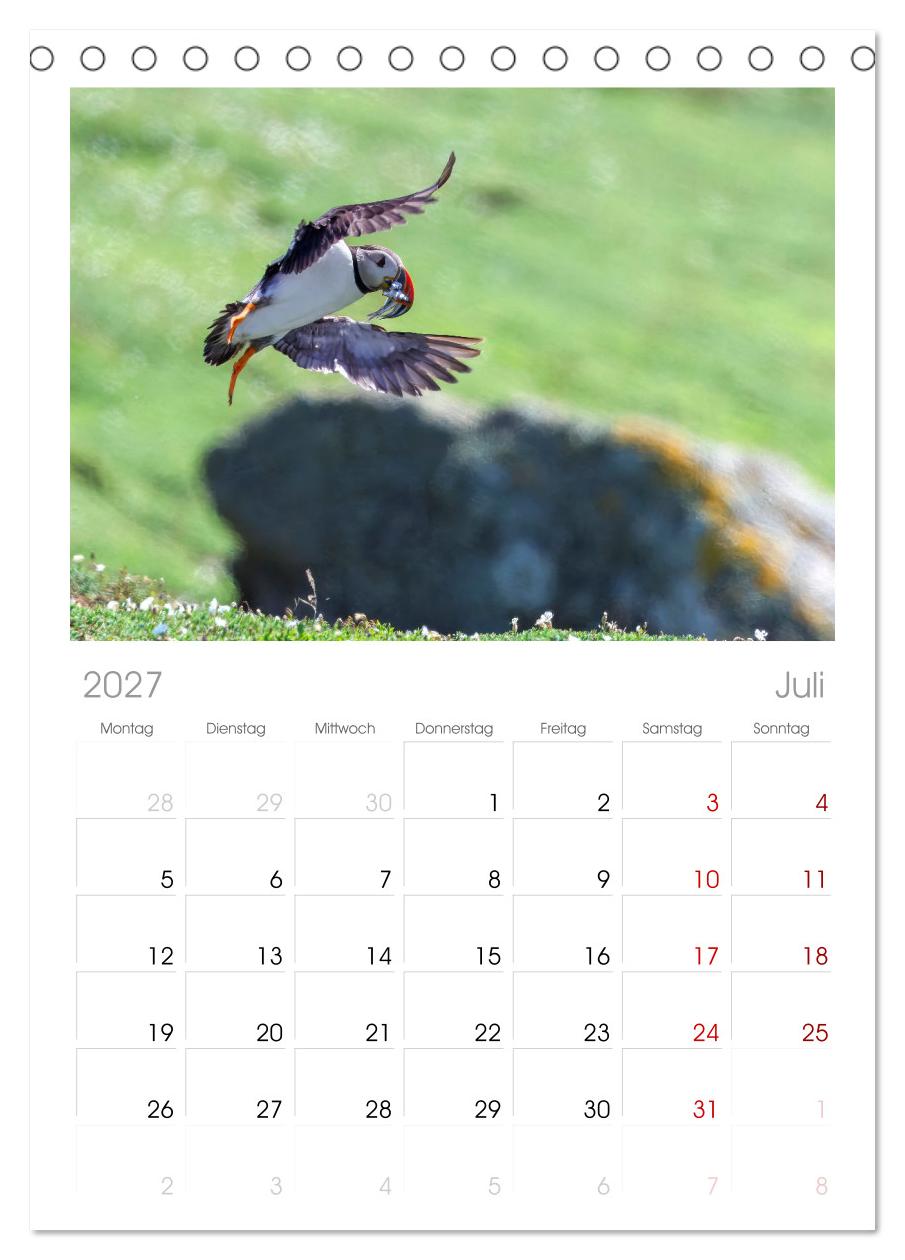 Papageientaucher - Farbenfrohe Flieger der Natur