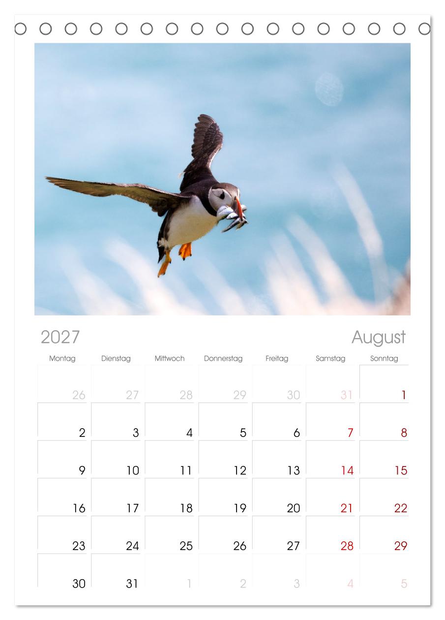 Papageientaucher - Farbenfrohe Flieger der Natur