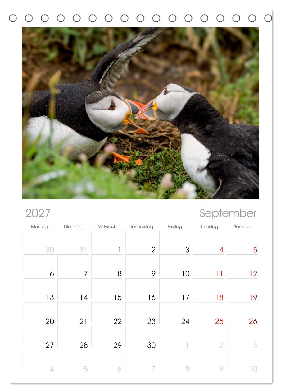 Papageientaucher - Farbenfrohe Flieger der Natur