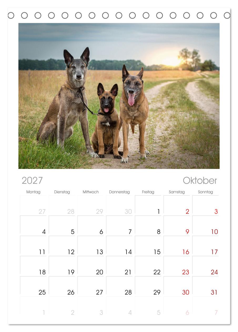 Traumhund Malinois